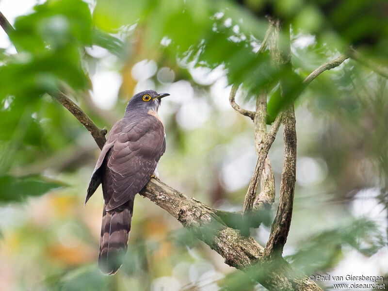 Large Hawk-Cuckoo