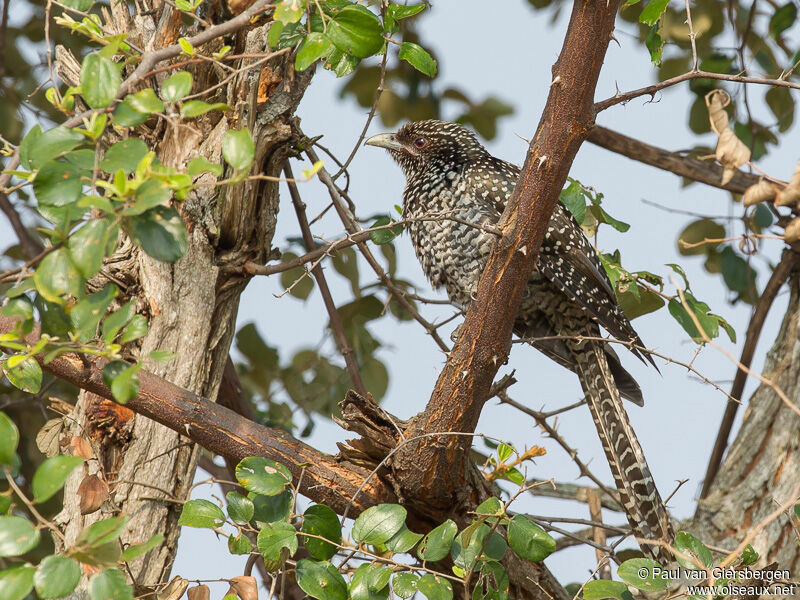 Asian Koel