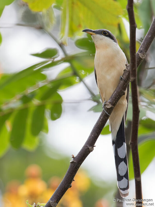 Mangrove Cuckooadult