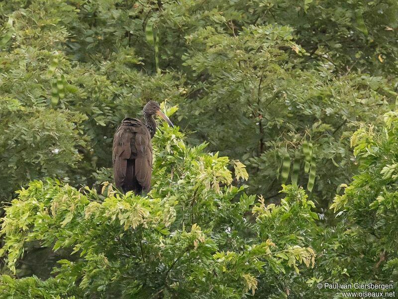 Limpkin