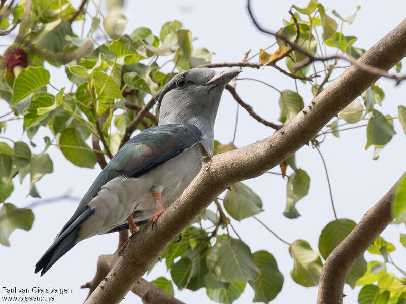 Cuckoo-roller male adult