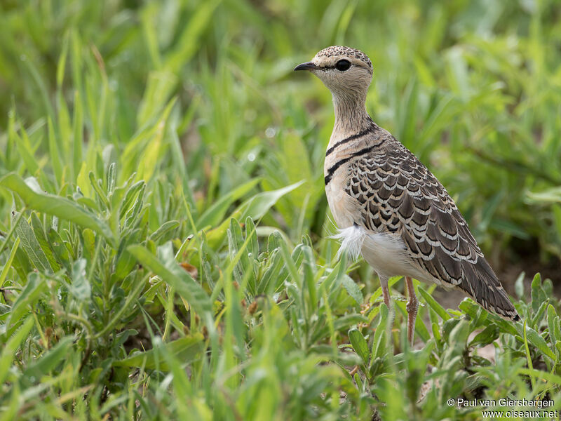 Double-banded Courseradult