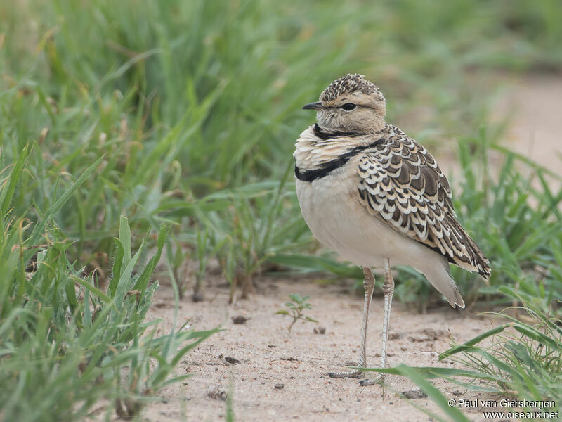 Double-banded Courseradult