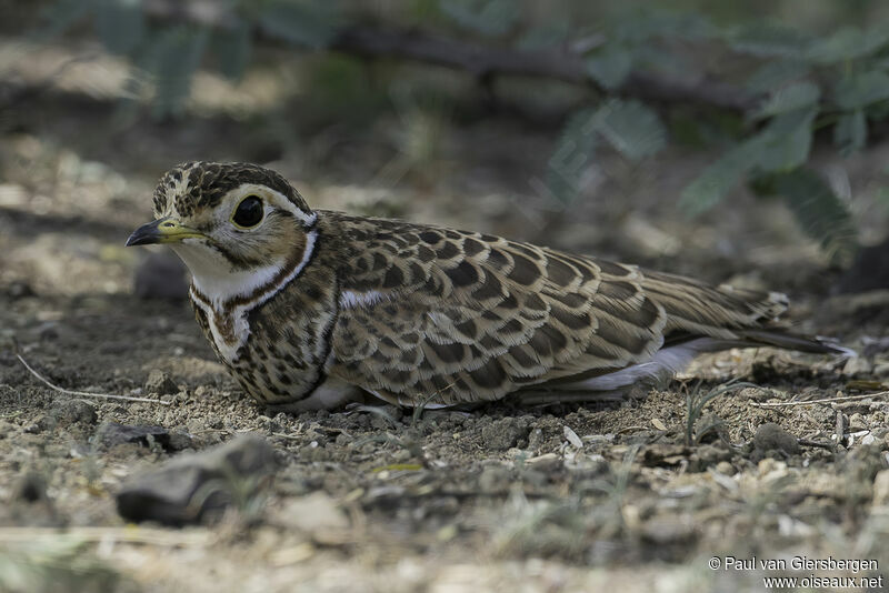 Three-banded Courseradult