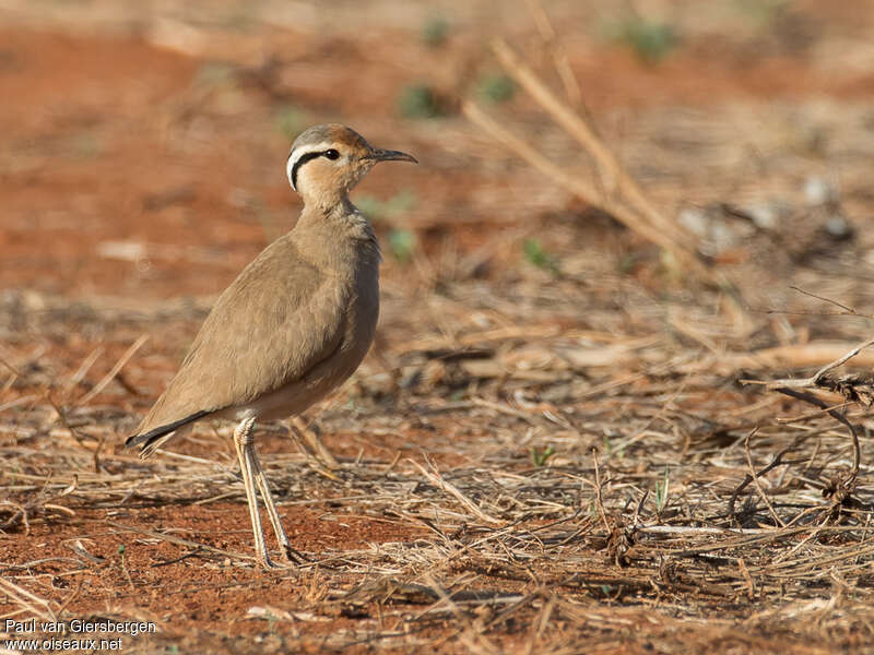 Courvite de Somalieadulte, identification