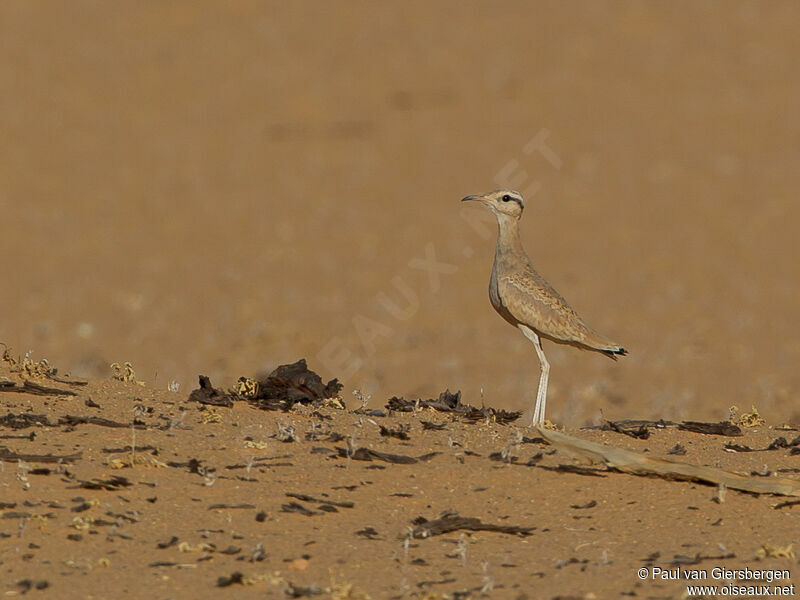 Cream-colored Courser