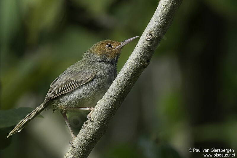 Olive-backed Tailorbirdadult