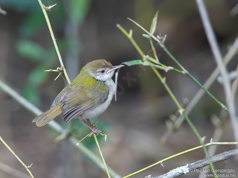 Common Tailorbird