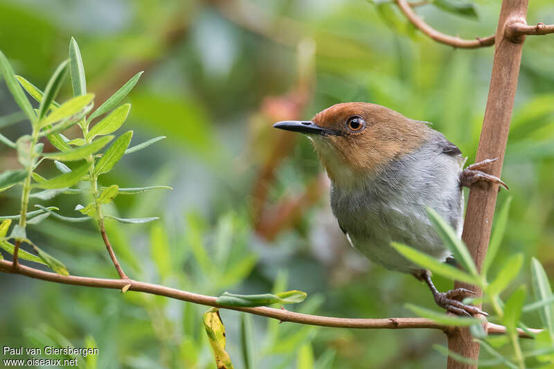 Red-capped Forest Warbleradult, close-up portrait