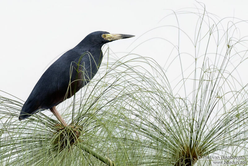 Rufous-bellied Heronadult