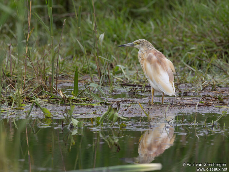 Squacco Heronadult