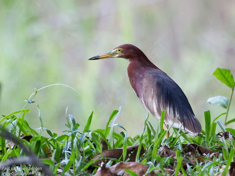 Chinese Pond Heronadult breeding, identification