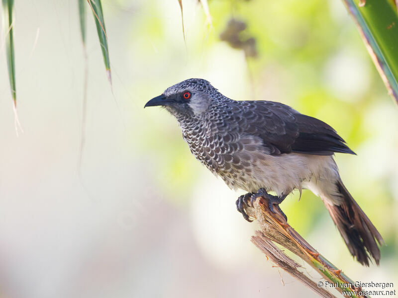 White-rumped Babbler