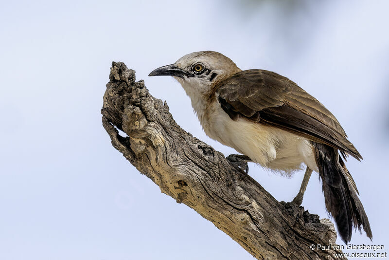 Bare-cheeked Babbleradult