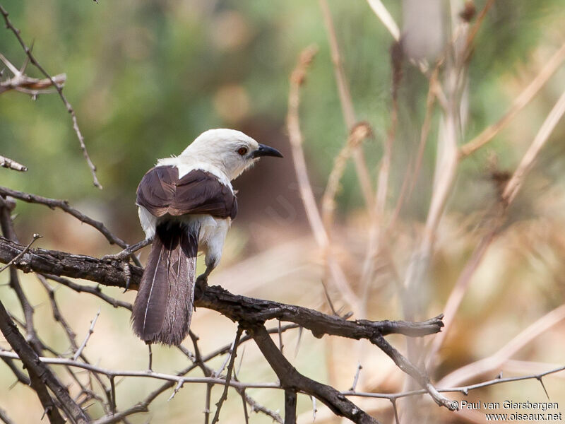 Southern Pied Babbler