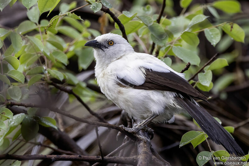 Southern Pied Babbleradult