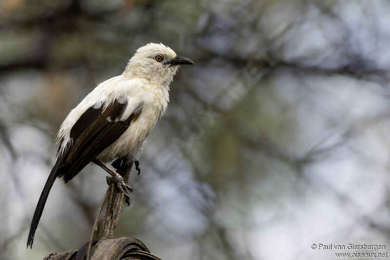 Southern Pied Babbleradult