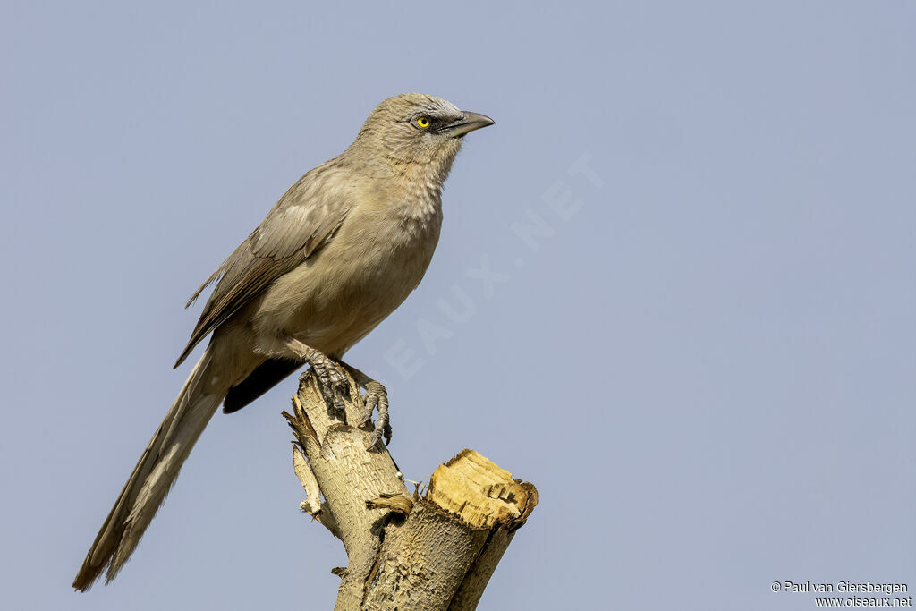 Cratérope grisadulte