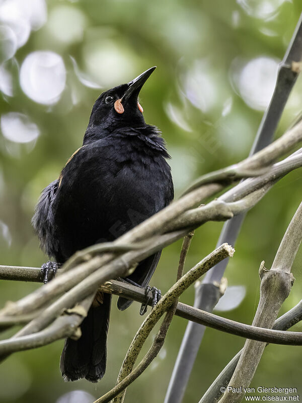 South Island Saddlebackadult