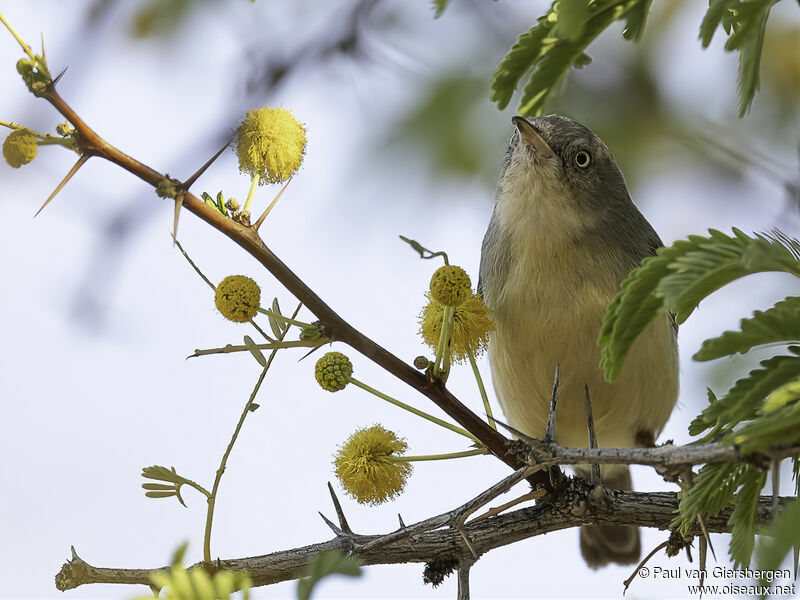 Long-billed Crombecadult