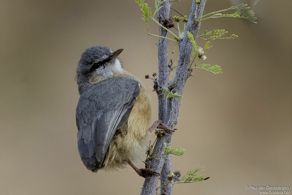 Crombec sittelleadulte