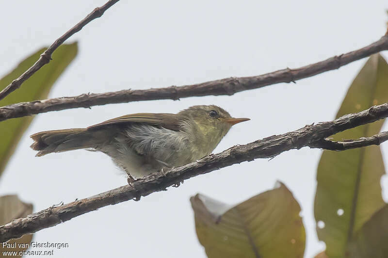 Cryptofauvette de Madagascar, identification