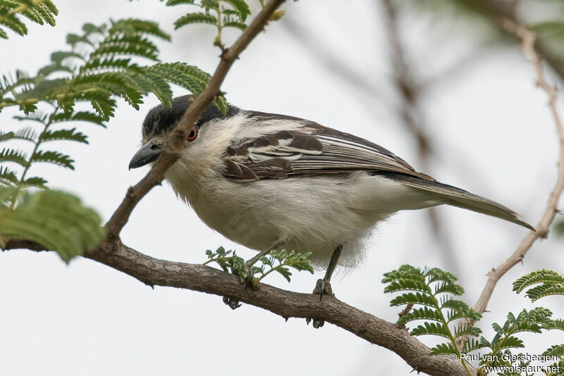 Black-backed Puffback male immature