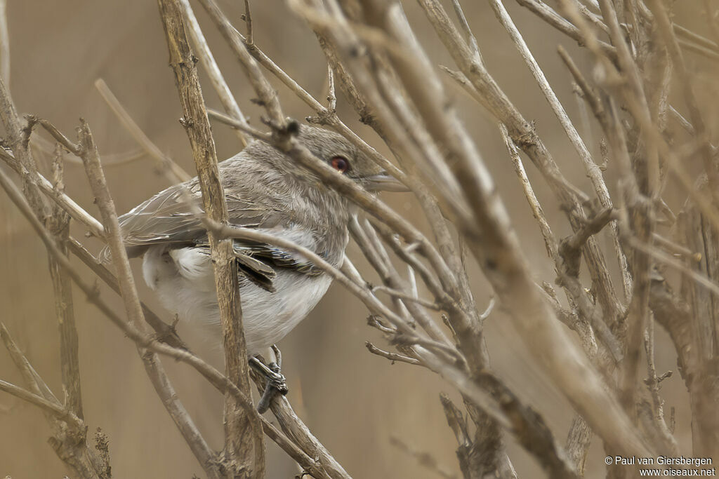 Cubla de Pringle femelle adulte