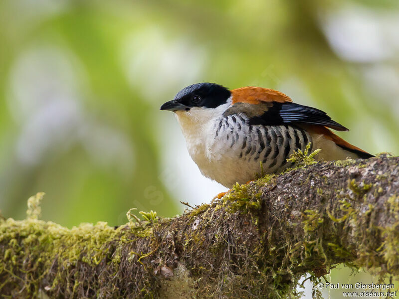 Himalayan Cutia male adult