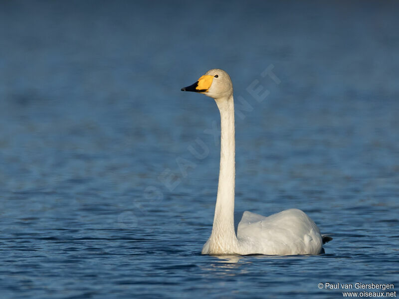 Cygne chanteuradulte