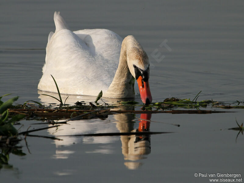 Mute Swan