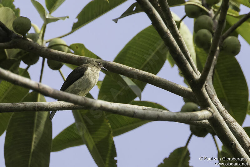 Dacnis à ventre jaune femelle adulte