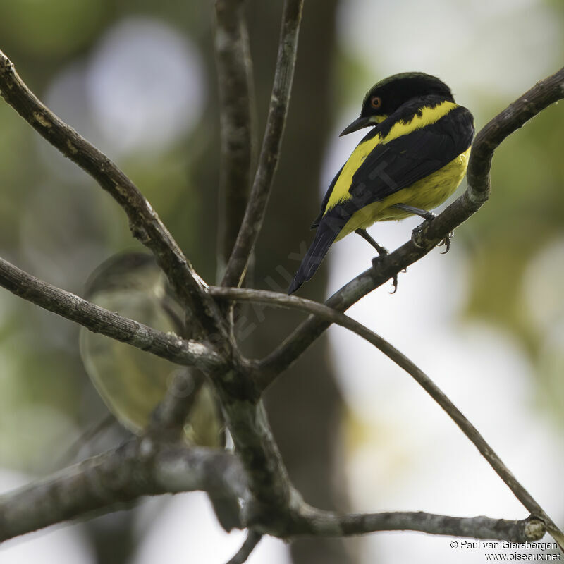 Dacnis à ventre jaune mâle adulte