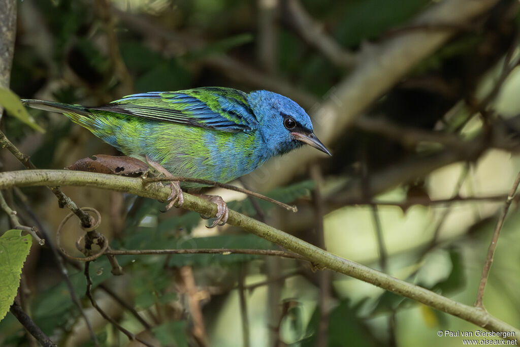 Dacnis bleu mâle immature
