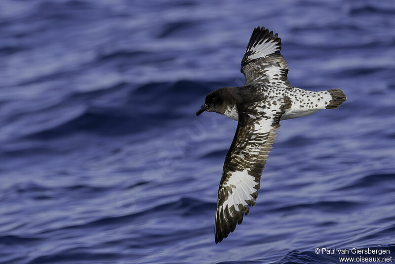 Cape Petreladult