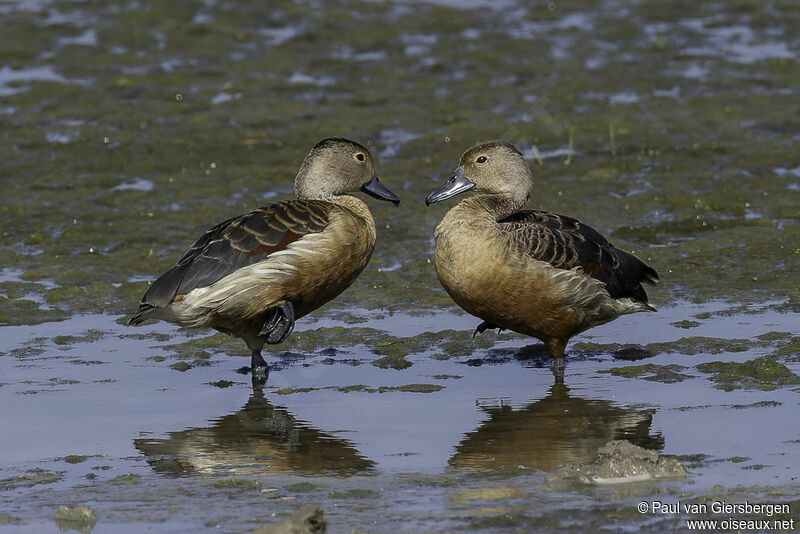 Lesser Whistling Duckadult