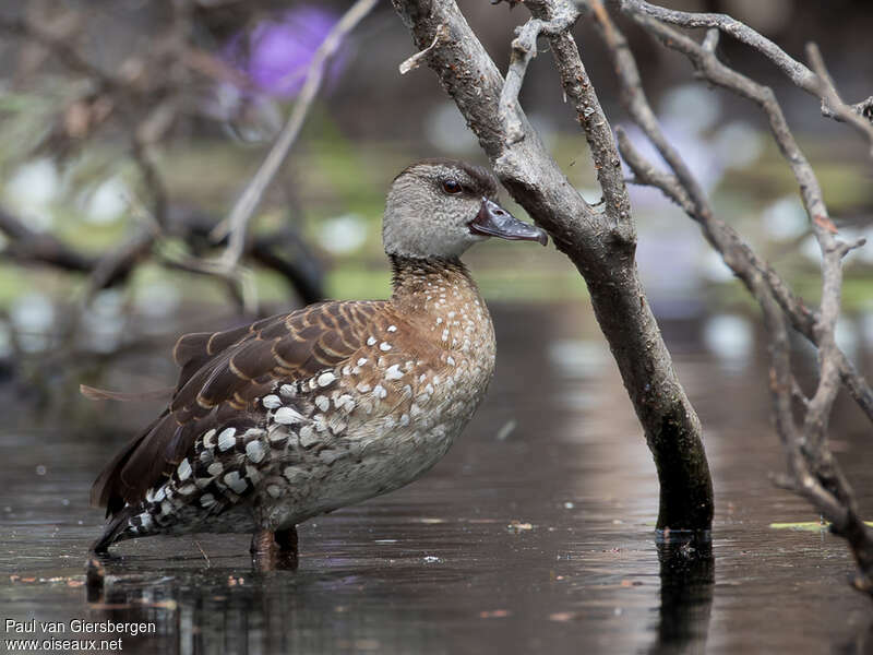 Dendrocygne tachetéadulte, identification