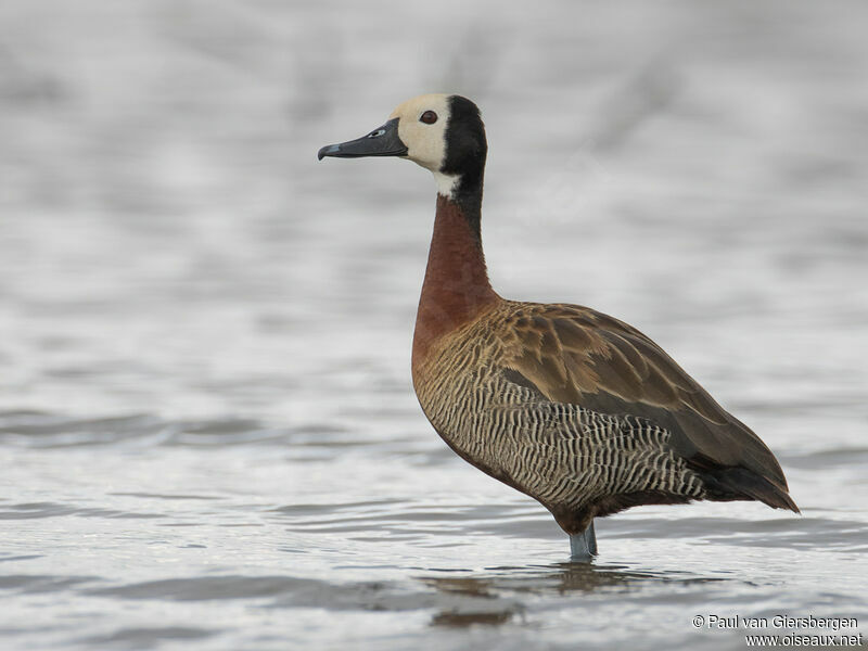 White-faced Whistling Duckadult