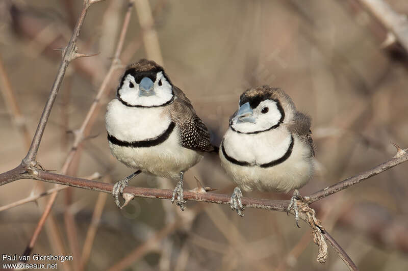 Double-barred Finchadult, Behaviour