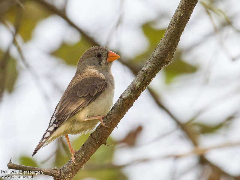 Sunda Zebra Finch female adult, identification