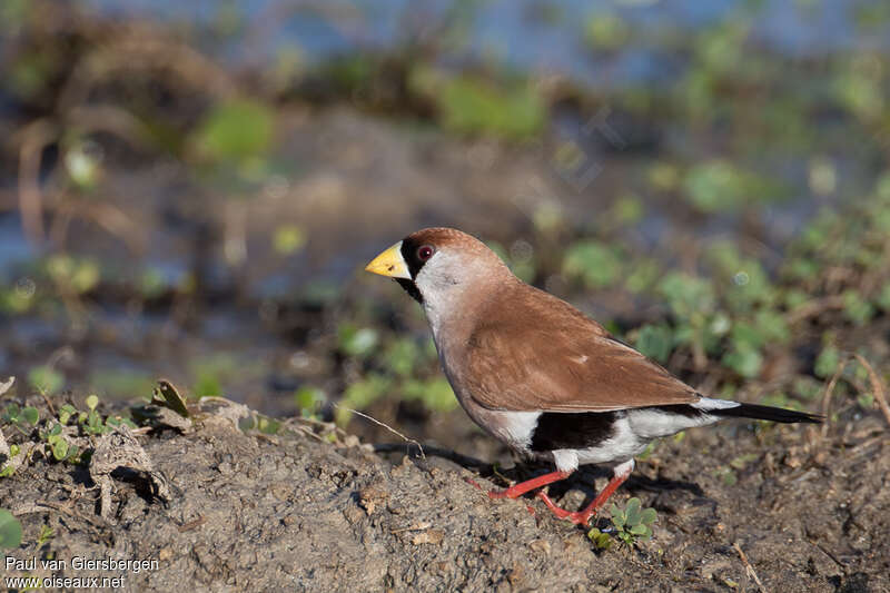 Masked Finchadult, identification