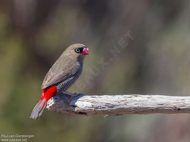 Beautiful Firetailadult, identification