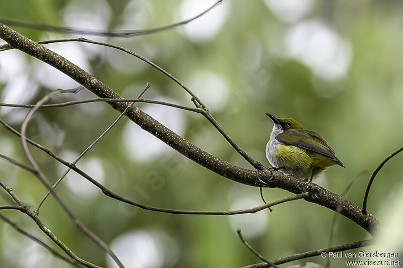 Olive-capped Flowerpeckeradult