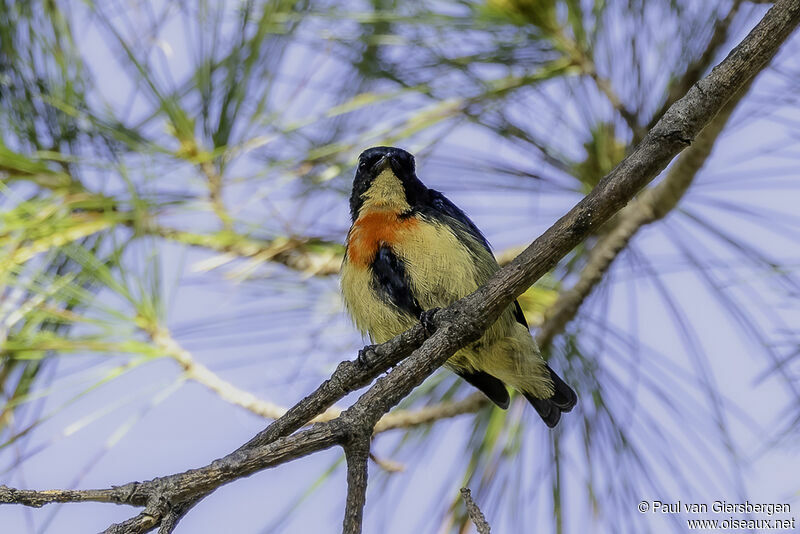 Fire-breasted Flowerpecker male adult