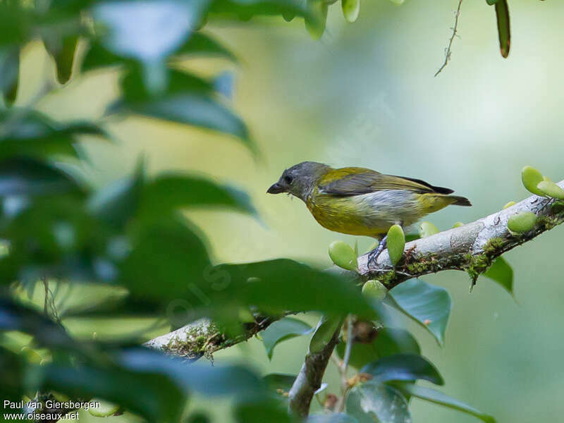 Scarlet-breasted Flowerpecker female adult, identification