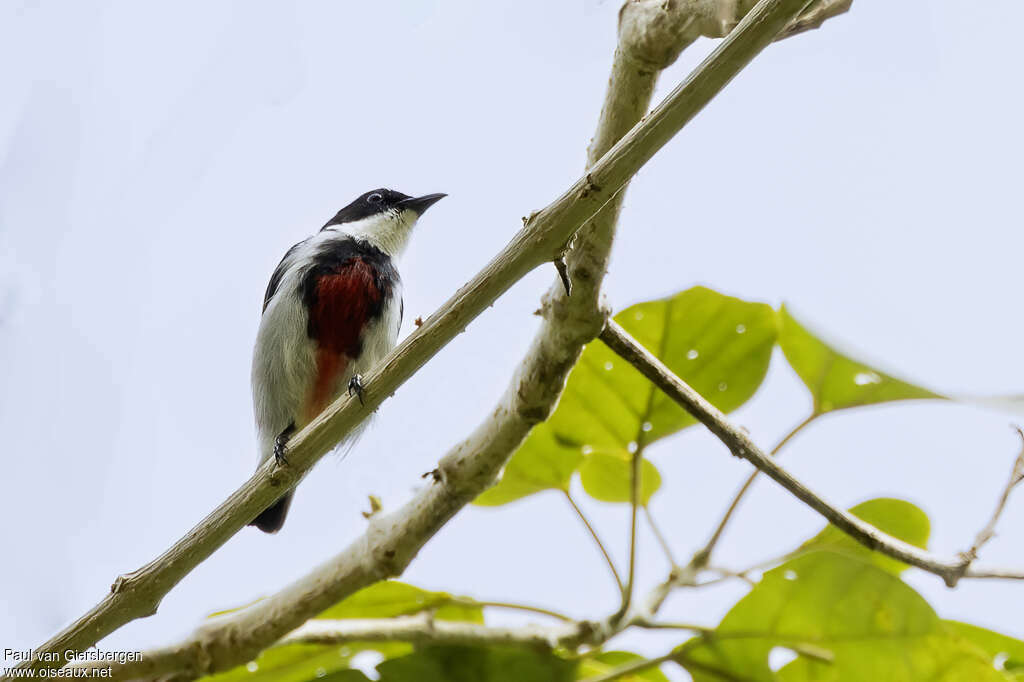 Dicée à poitrine noireadulte