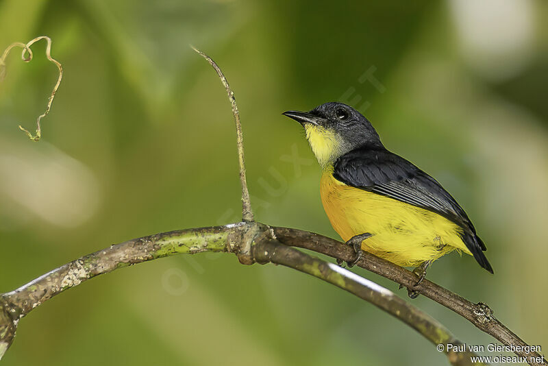 Orange-bellied Flowerpecker male adult