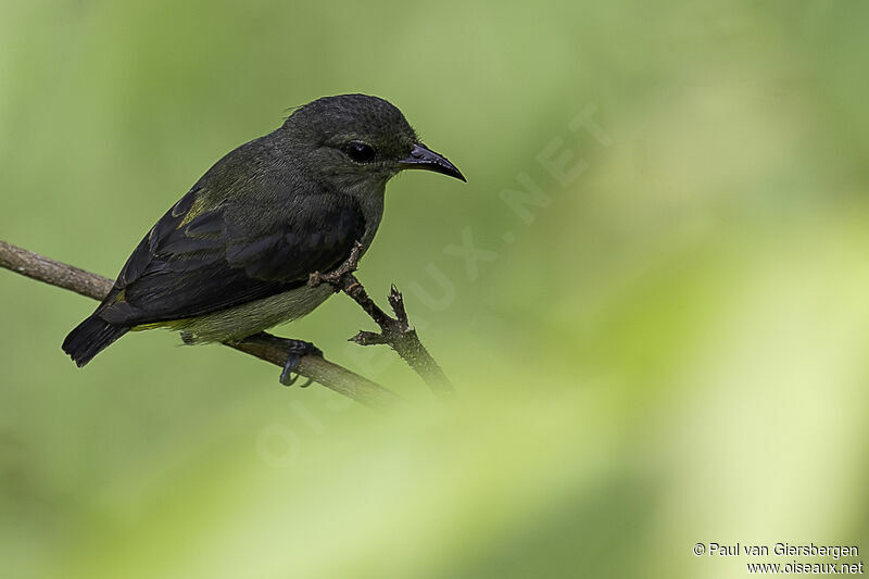 Orange-bellied Flowerpecker female adult