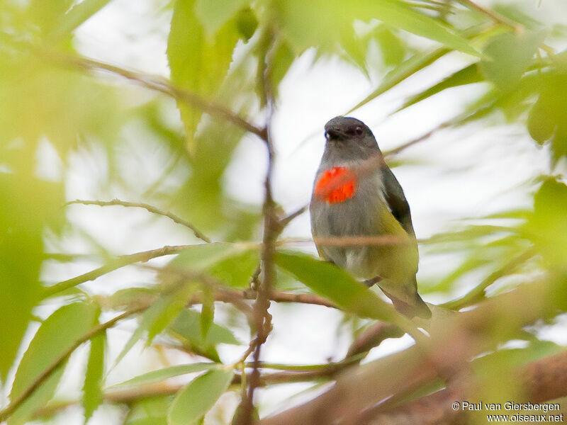 Halmahera Flowerpecker