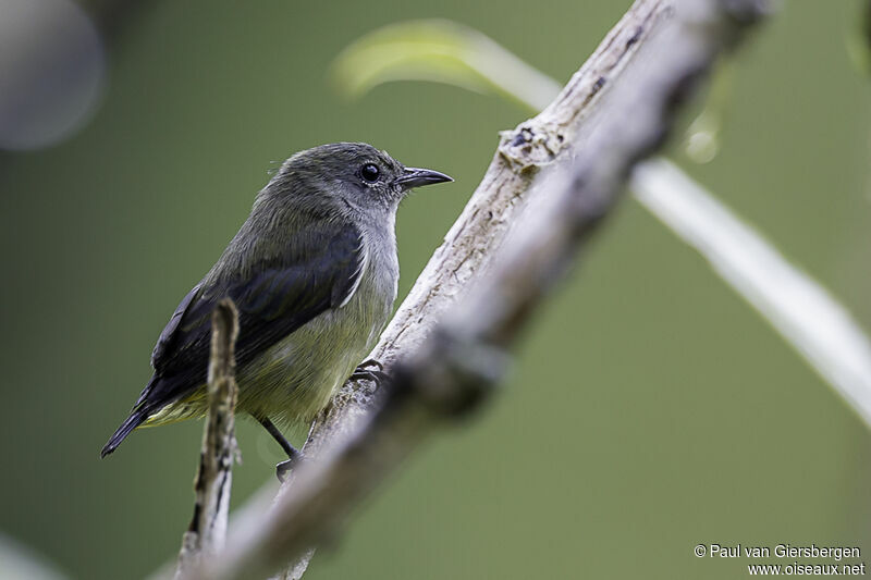 Black-sided Flowerpecker female adult